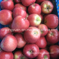 Chinese Supplier for High Quality of Fresh Qinguan Apple